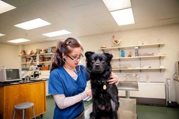 Student, Jenni Yang, listens to a dog's heartbeat in the Vet Tech laboratory