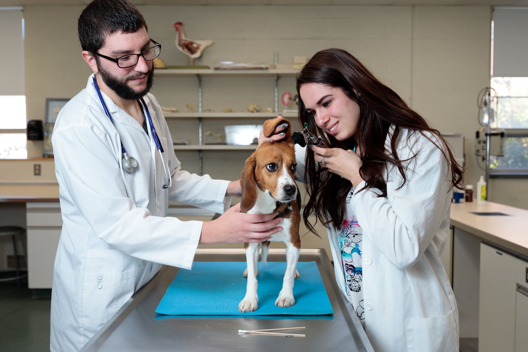 A beagle is being examined on a table by students in the Vermont State University Veterinary Technology program.