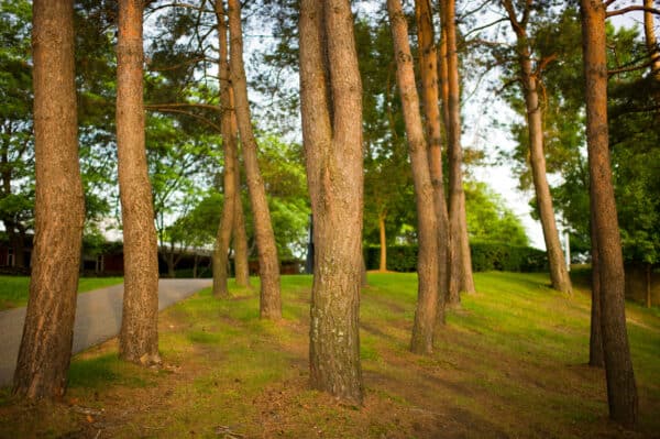 A photo of a grove of tall trees in the summer time.