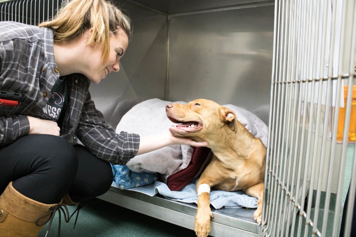 A young blond woman pets the chin of a happy dog resting in a kennel at the Vermont State University Randolph campus veterinary clinic.