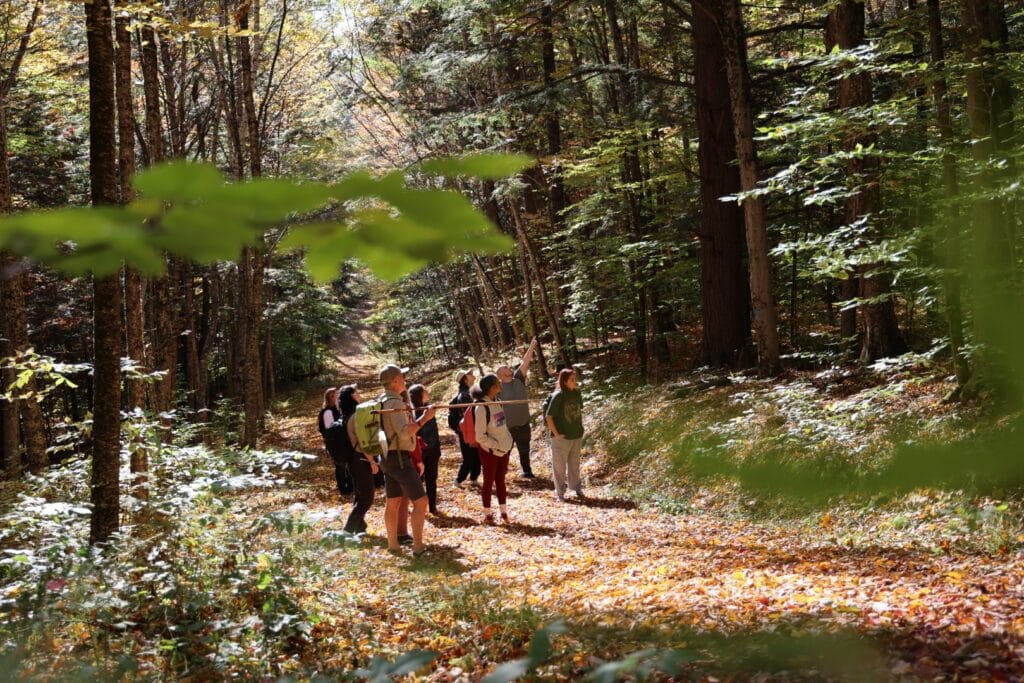 A large group of people walking through the forest on a path.