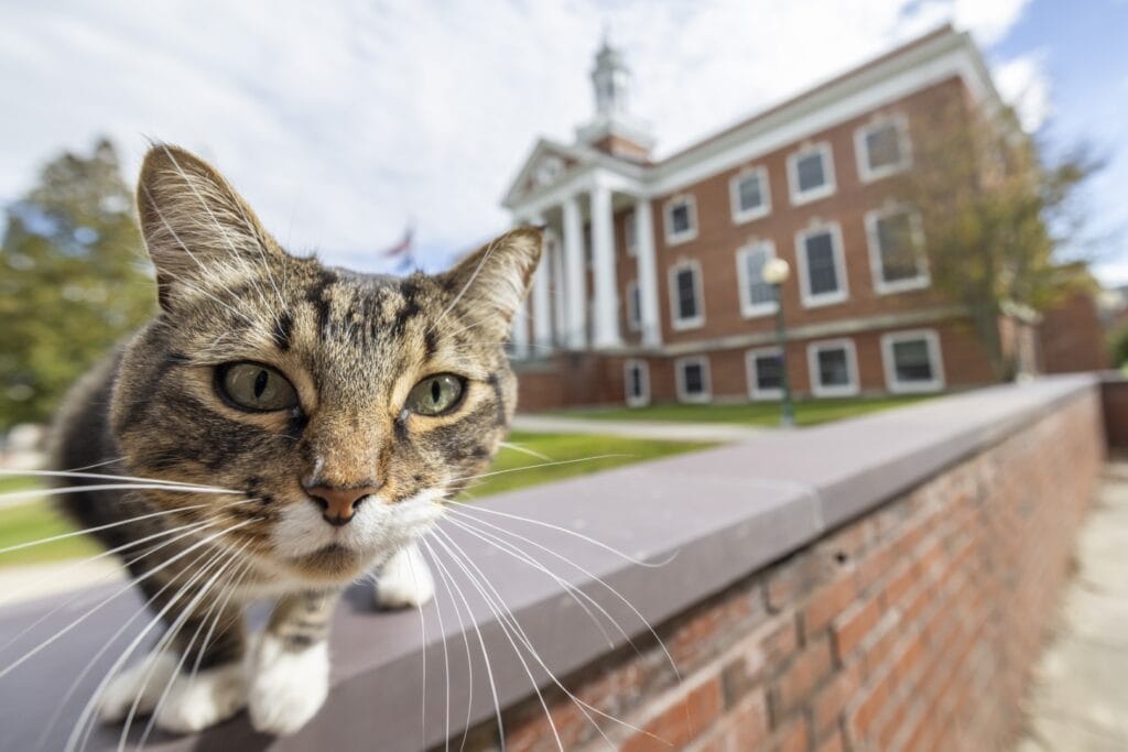 Max the Cat, a gray tabby peers closely at the camera on the Vermont State University Castleton Campus.