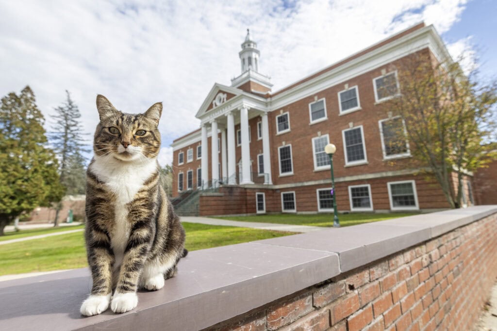 A cat stands on a brick wall with a large brick building in the background.