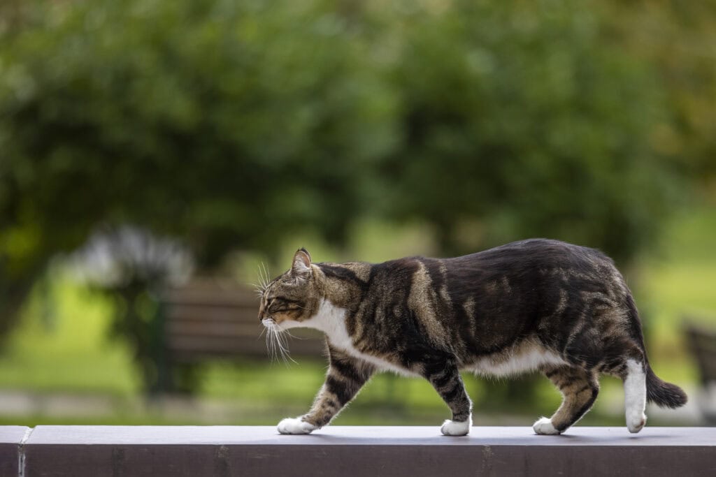 A cat walking along the top of a fence, green foliage in the background.