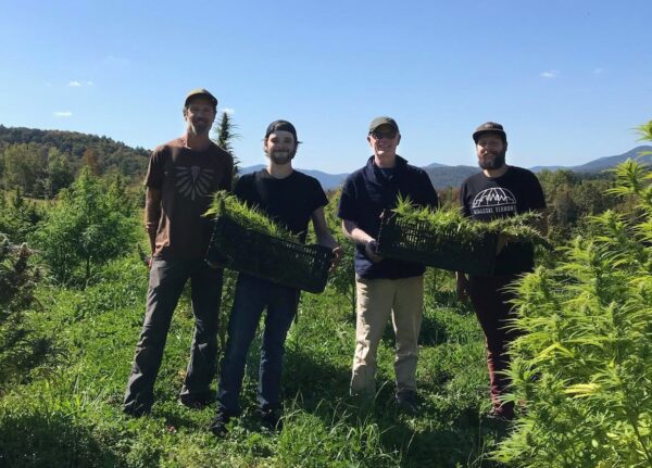 Four people stand in a green field holding cannabis plants and smiling into the camera.