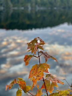 A small branch of orange and red autumn leaves stands in sharp focus against the blurred reflection of sky and water behind it.