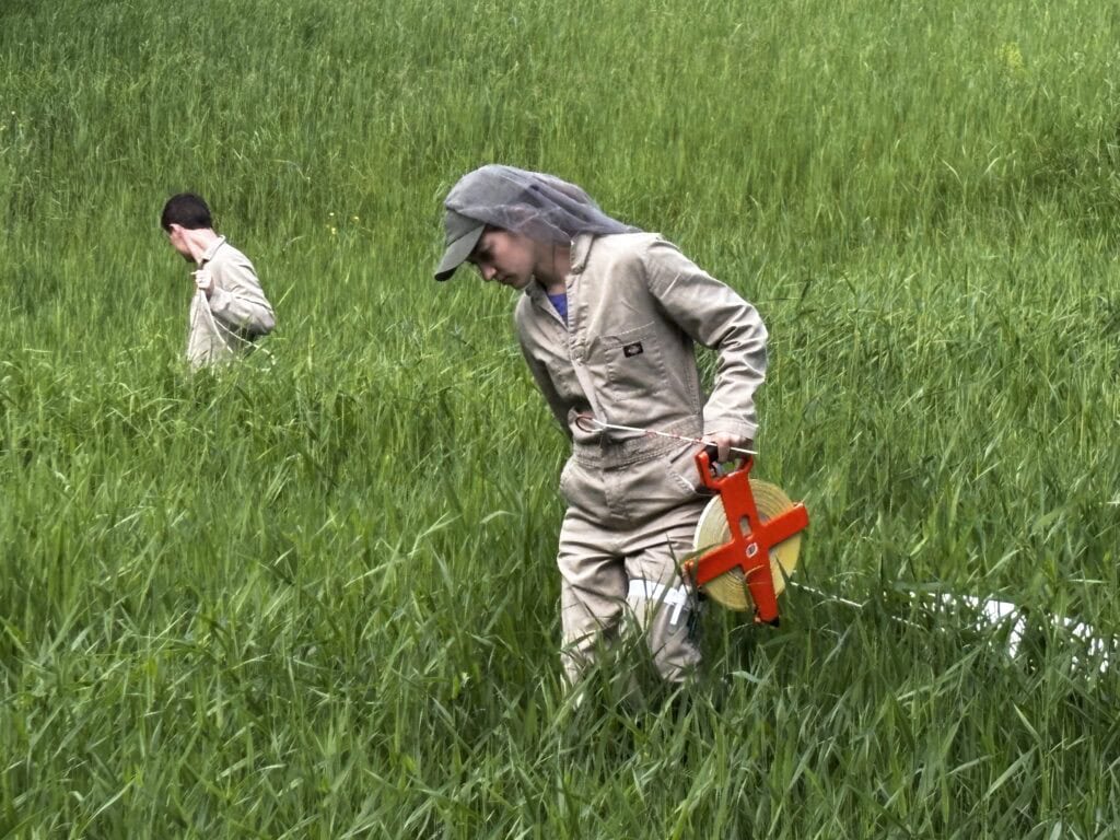 Two student researchers conduct tick sampling in a meadow of tall grass, using field equipment to measure tick populations and environmental conditions.