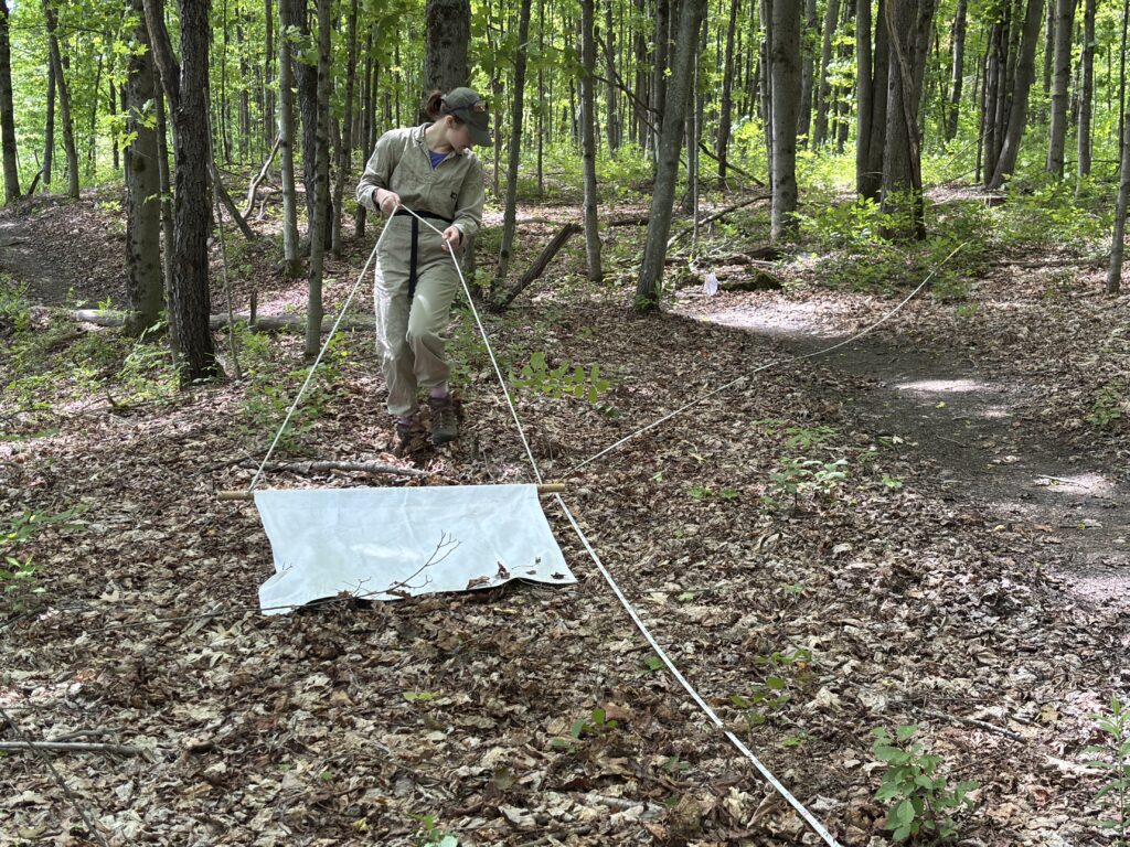 A student researcher drags a white sampling cloth across a forest floor near a wooded trail, collecting data on tick populations as part of a field research study.